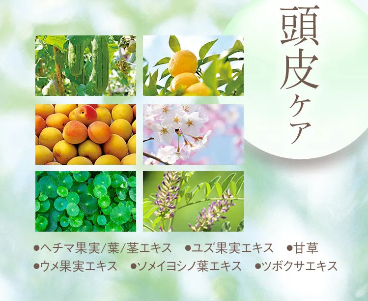 頭皮ケア ●ヘチマ果実/葉/茎エキス ●ユズ果実エキス ●甘草 ●ウメ果実エキス ●ソメイヨシノ葉エキス ●ツボクサエキス