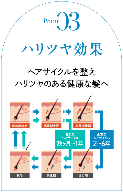 Point03 ハリツヤ効果 ヘアサイクルを整え ハリツヤのある健康な髪へ 成長期早期 成長期中期 成長期後期 乱れたヘアサイクル(数ヶ月〜1年) 正常なヘアサイクル(2〜6年) 脱毛 休止期 退行期(毛周期の図解イメージ)