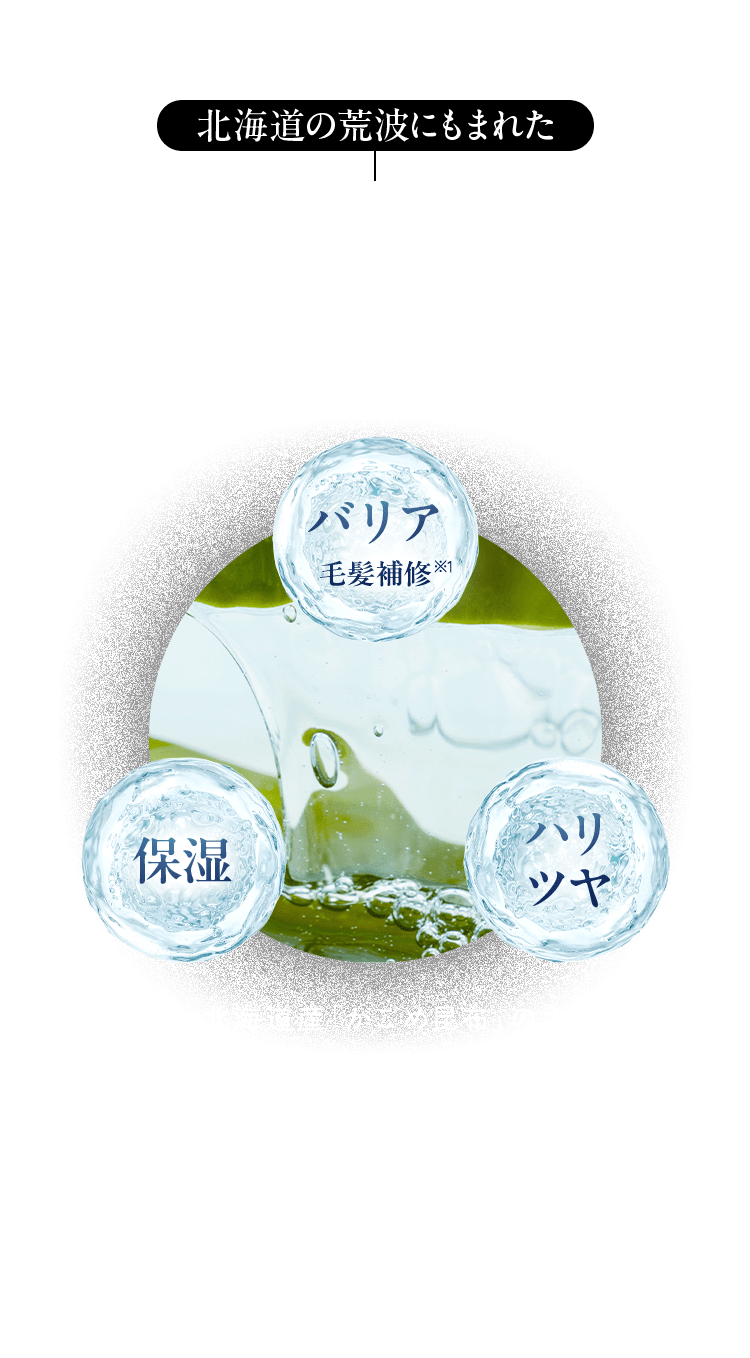 北海道の荒波にもまれた がごめ昆布のネバリ成分に着目 バリア 毛髪補修※1 保湿 ハリツヤ ルプルプは、北海道産「がごめ昆布」のネバリ成分に含まれる「フコイダン」の自己修復機能や、乾燥・細菌から身を守るバリア機能に着目。高分子と低分子化の2種類のフコイダンを組み合わせた独自成分「ルプルプWフコイダン※2」をシオノギヘルスケアと共同開発しました。 ※1 保湿による補修効果 ※2 ガゴメエキス