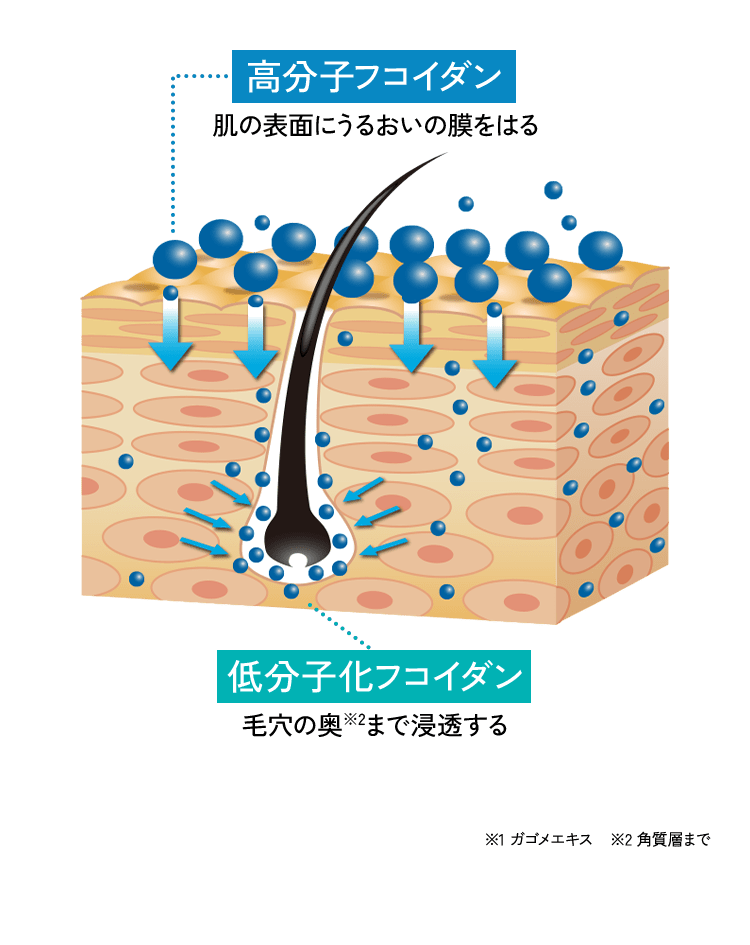頭皮・毛穴断面のイラスト図解。高分子フコイダン:肌の表面にうるおいの膜をはる。低分子化フコイダン:毛穴の奥※2まで浸透する。※1ガゴメエキス ※2角質層まで