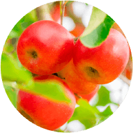 リンゴ果実培養細胞エキスのイメージ画像