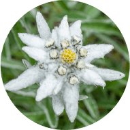 エーデルワイスカルス培養エキスのイメージ画像