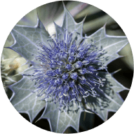 エリンギウムマリチムムカルス培養液のイメージ画像