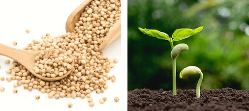 白タカキビ由来 「パントエア菌LPS」のイメージ画像