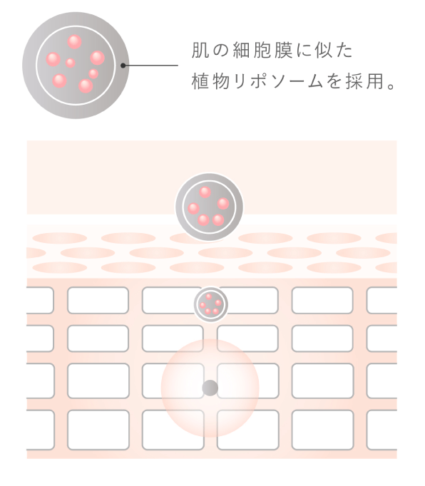 植物リポソームの働きのイメージ図