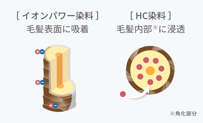 ［ イオンパワー染料 ］毛髪表面に吸着 ［ HC染料 ］毛髪内部に浸透