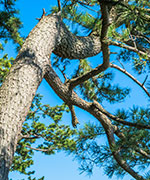 フランス海岸松樹皮エキス