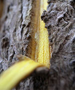 キハダ樹皮エキス