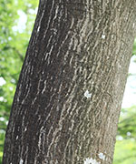 ネムノキ樹皮エキス