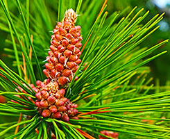 セイヨウアカマツ琉果エキス