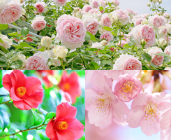 ばらプラセンタ、椿プラセンタ、桜プラセンタ