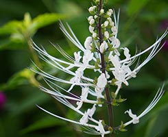 オルトシホンスタミネウスエキス