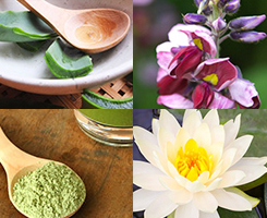 植物由来プラセンタ