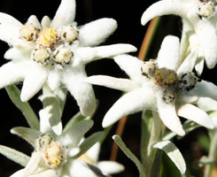 プレミックス幹細胞エキス