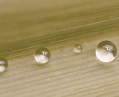 ピクノジェノール