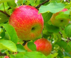 リンゴ幹細胞エキス