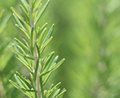 ローズマリーエキス