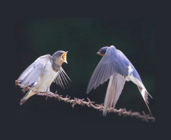 ツバメの巣エキス