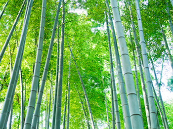良質な竹酢液の原料は竹林から