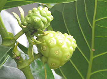 古くから愛されてきたノニエキス