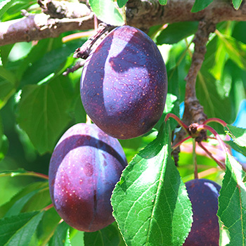 プルーン酵素分解物