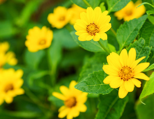 アルニカ花エキス