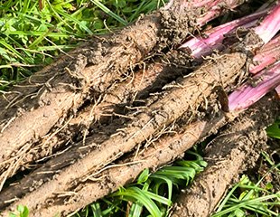 ゴボウ根エキス