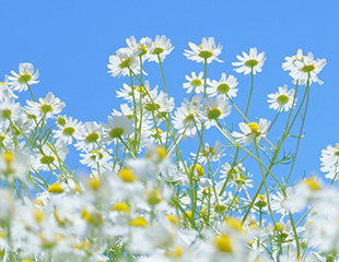ローマカミツレ花エキス