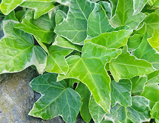 セイヨウキズタエキス