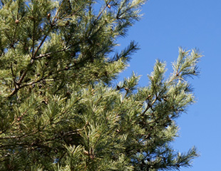 西洋アカマツ
