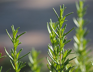 ローズマリー葉エキス