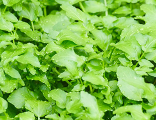 オランダガラシ葉エキス