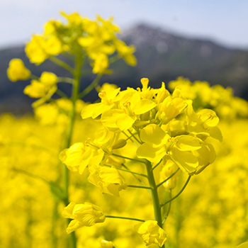 エルカラクトン