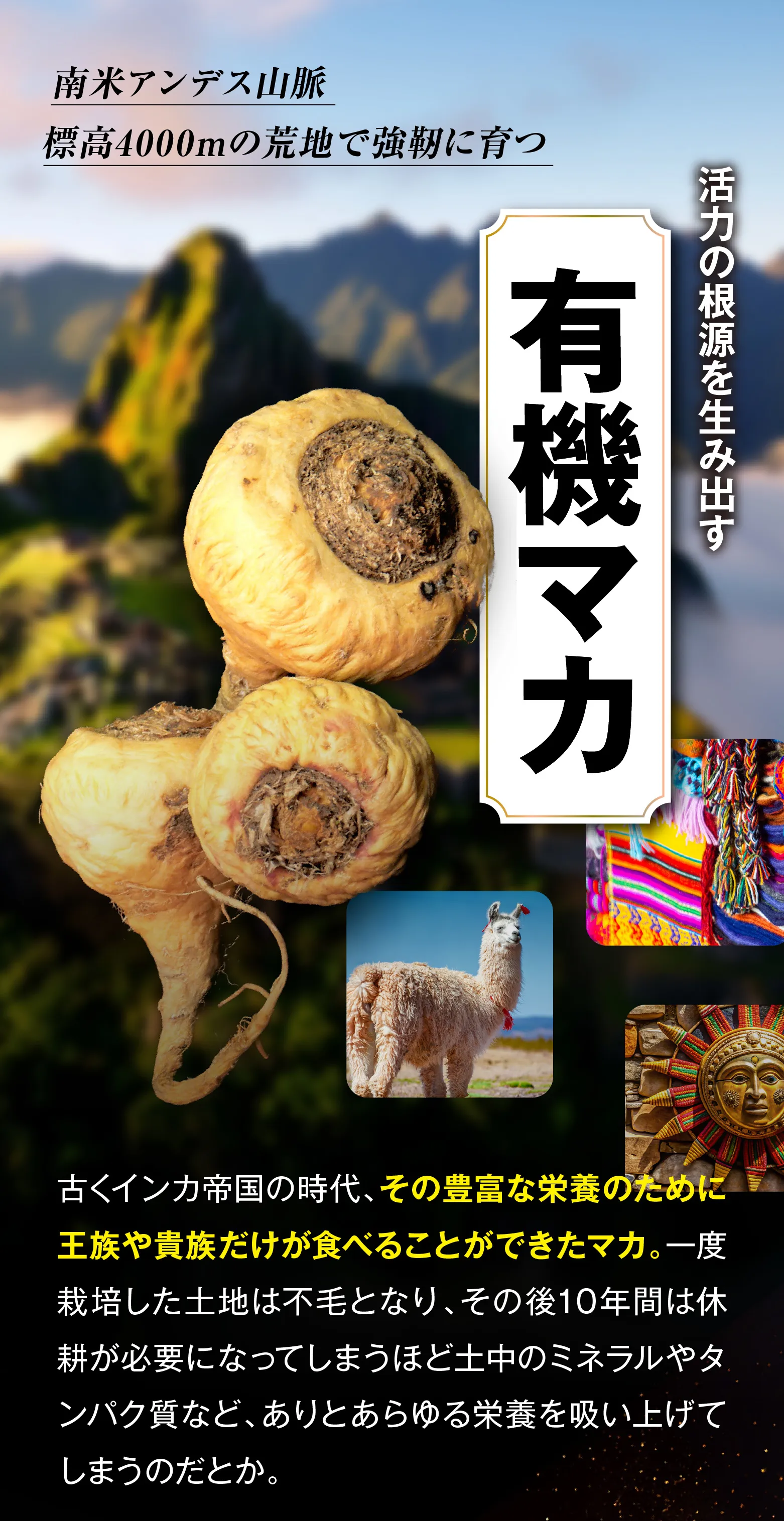 活力の根源を生み出す有機認証を取得した有機マカ