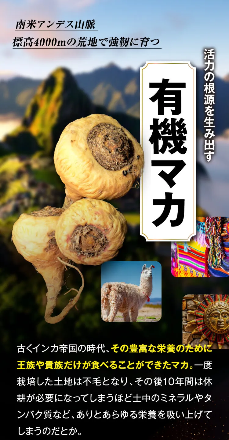 有機マカ