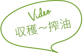収穫～搾油
