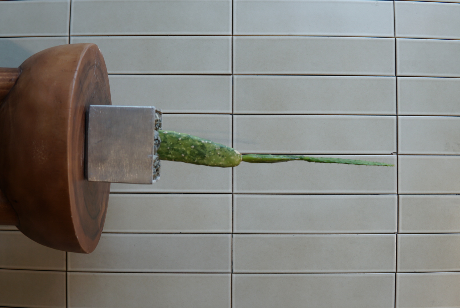 ウチワサボテン PLA-039