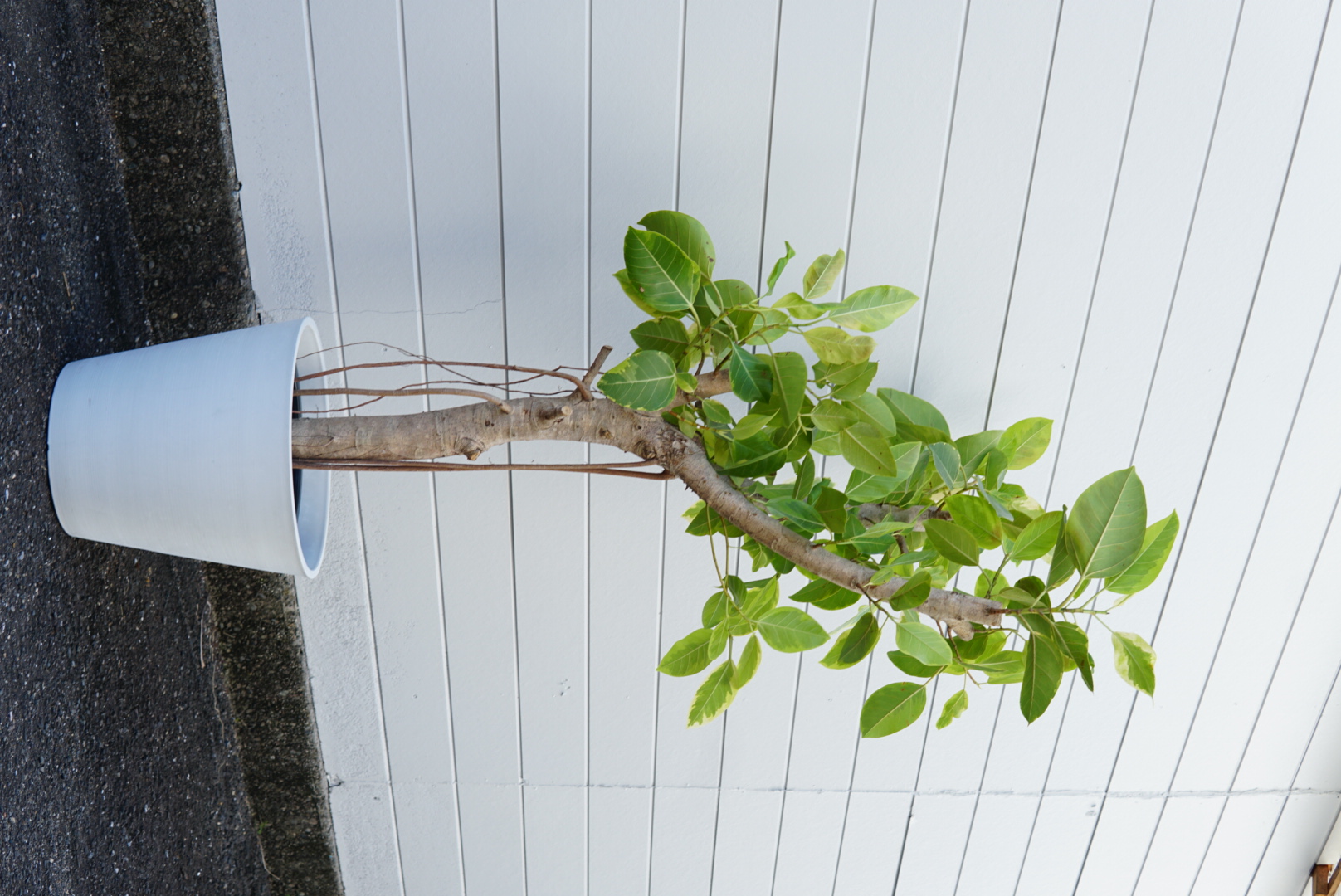 フィカス・アルテシマ 10号鉢