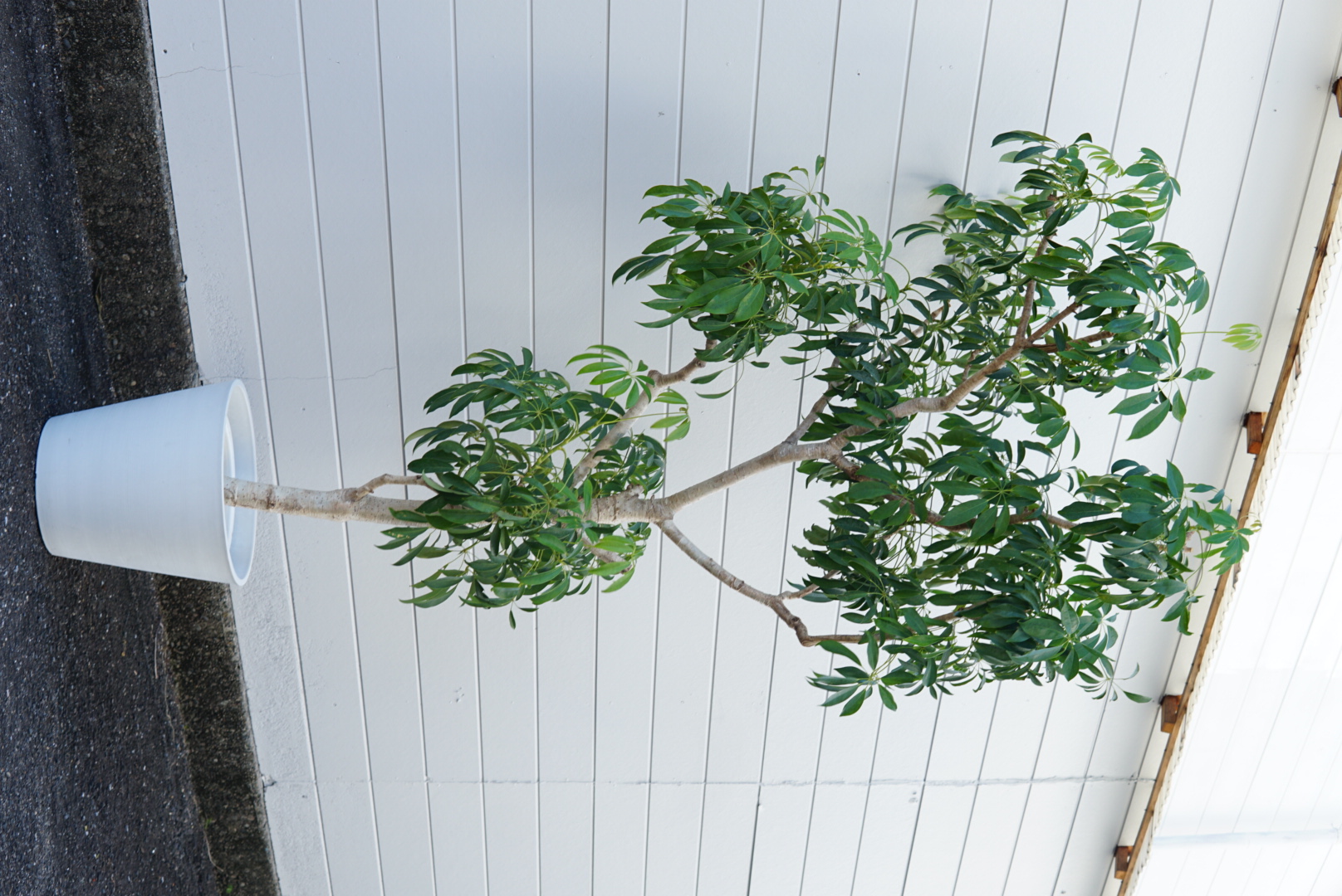 シェフレラ 10号鉢