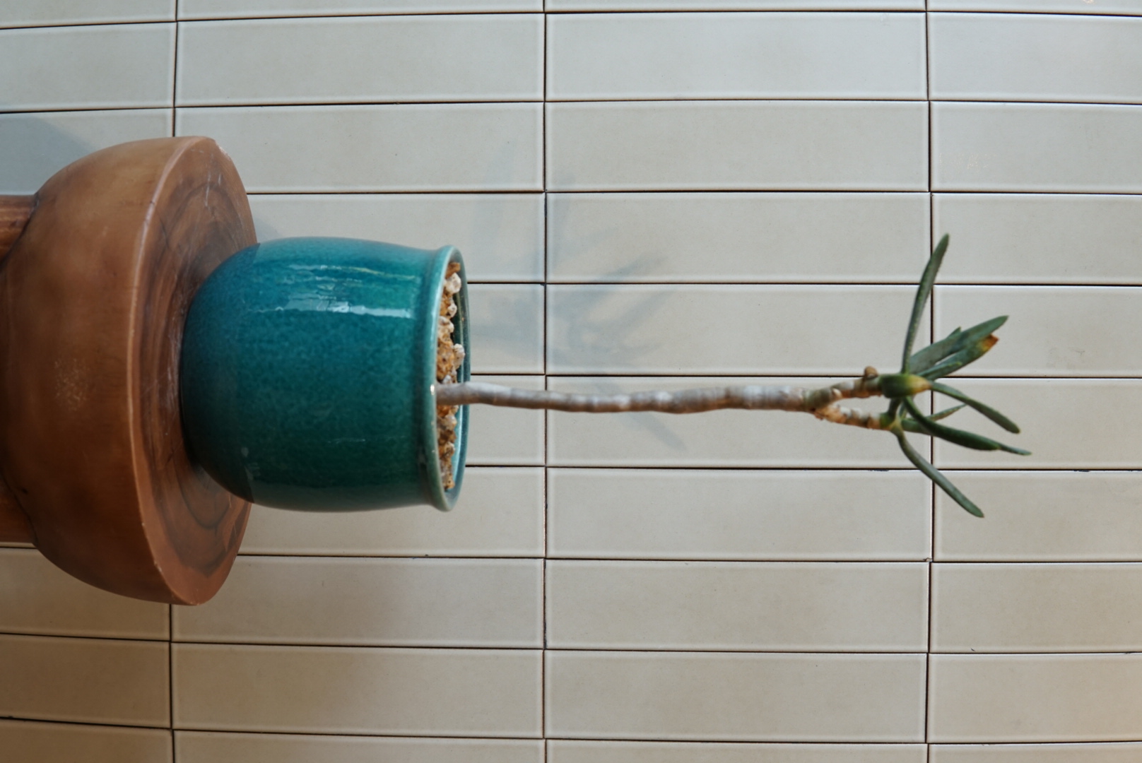 アロエ・ラモシシマPLA-036