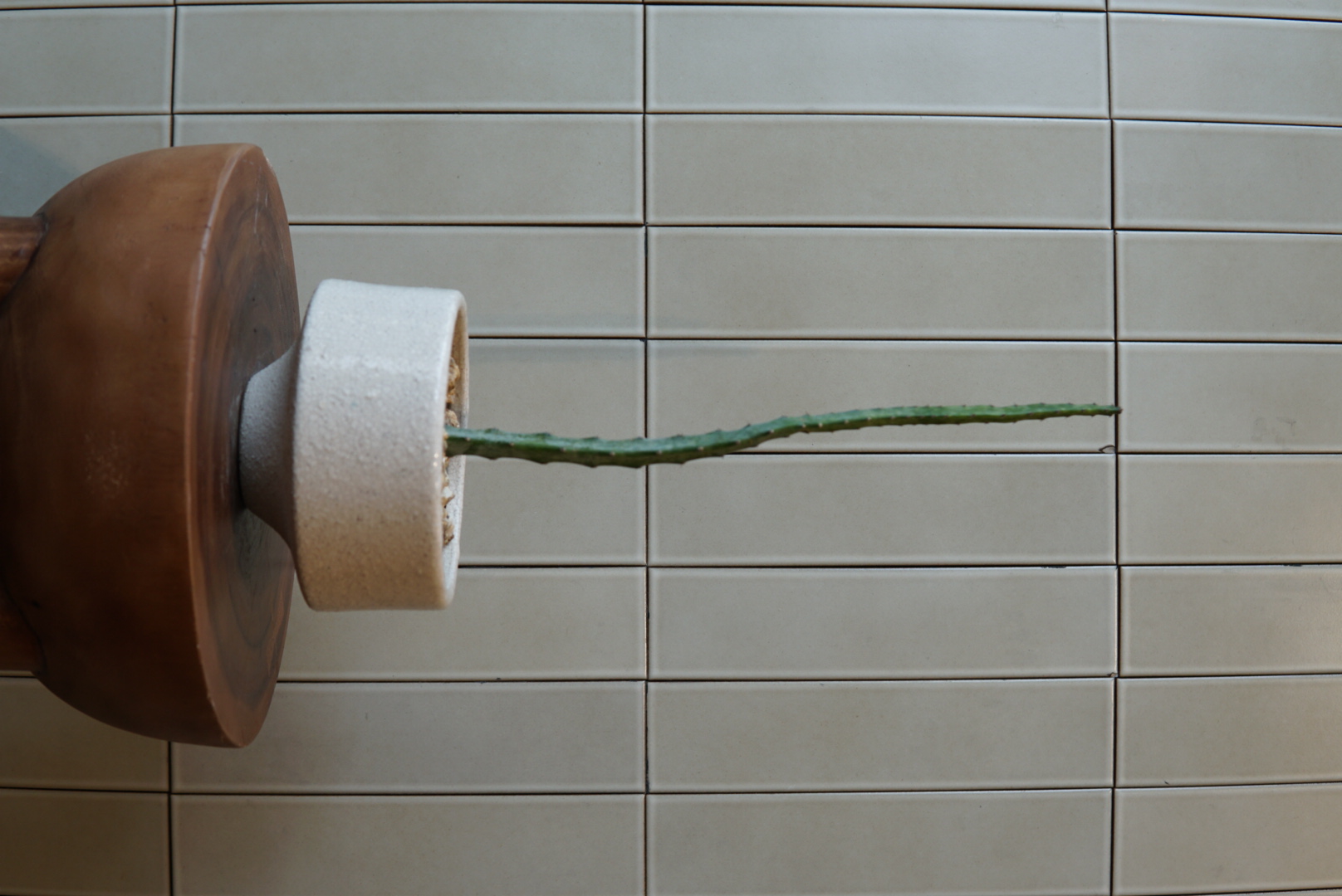 セレウス・スペガジーニPLA-042