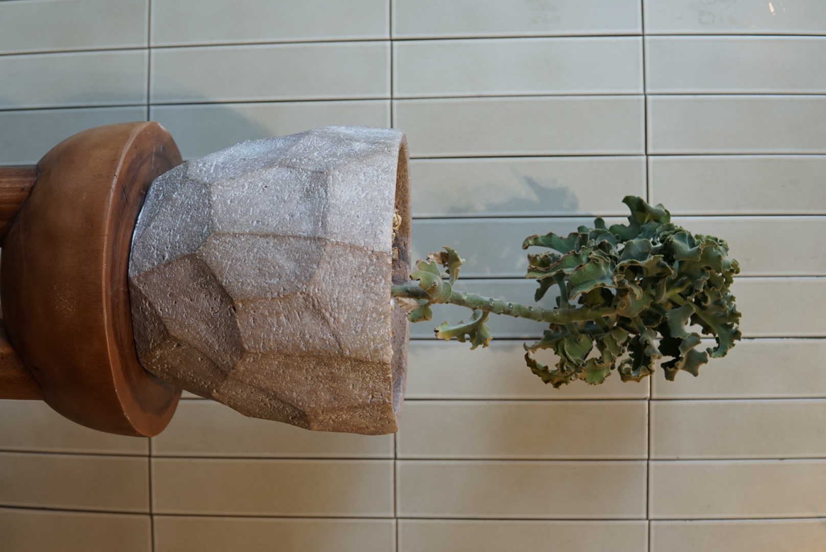 カランコエ・ベハレンシスPLA-028