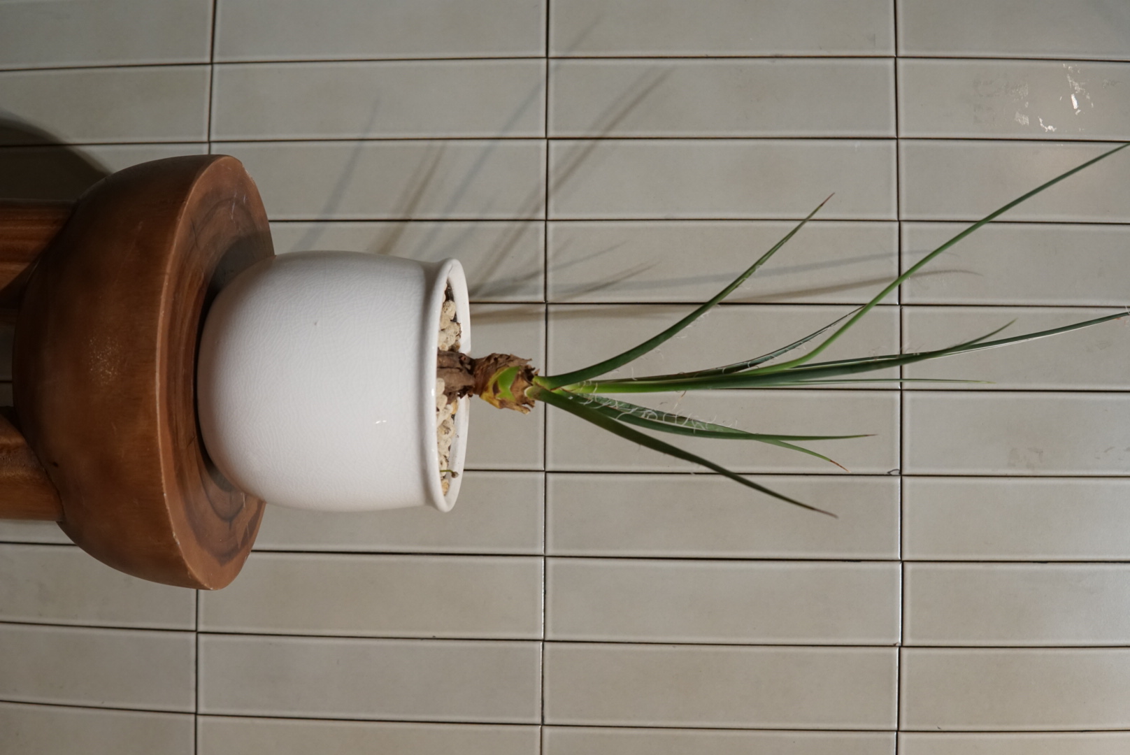 ユッカ・カルネロサーナ 023