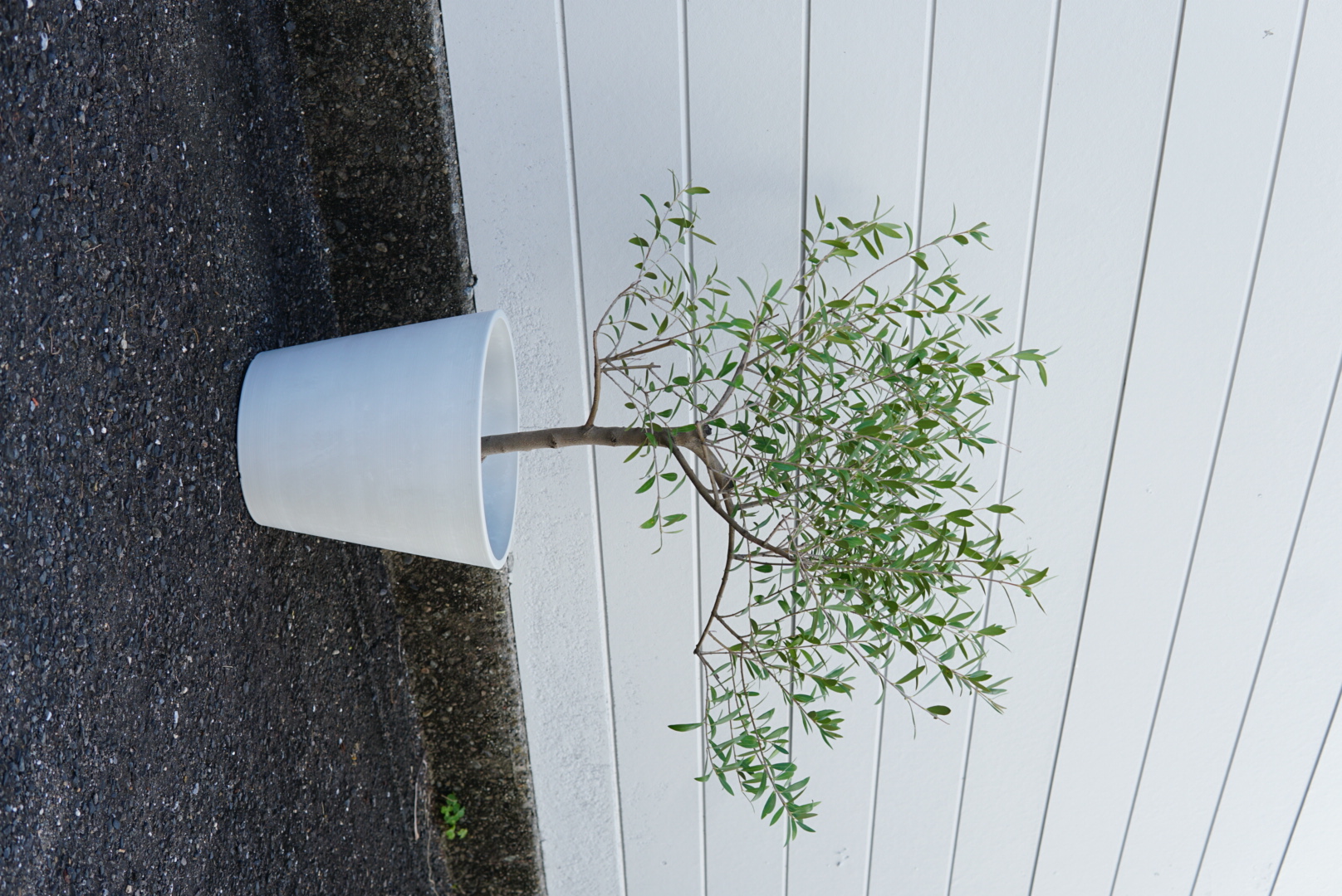 オリーブ 8号鉢