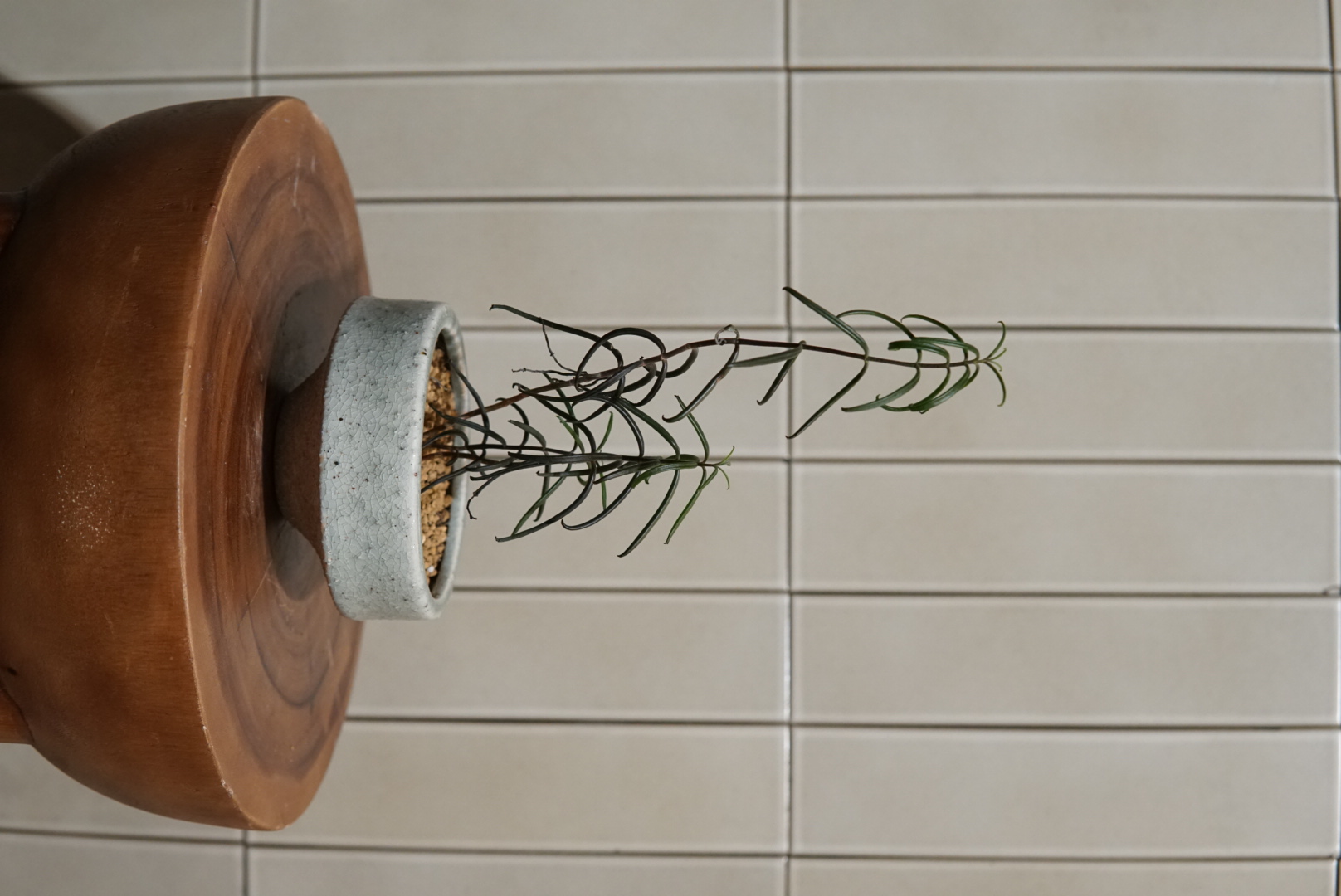 カランコエ(黒錦蝶)PLA-040