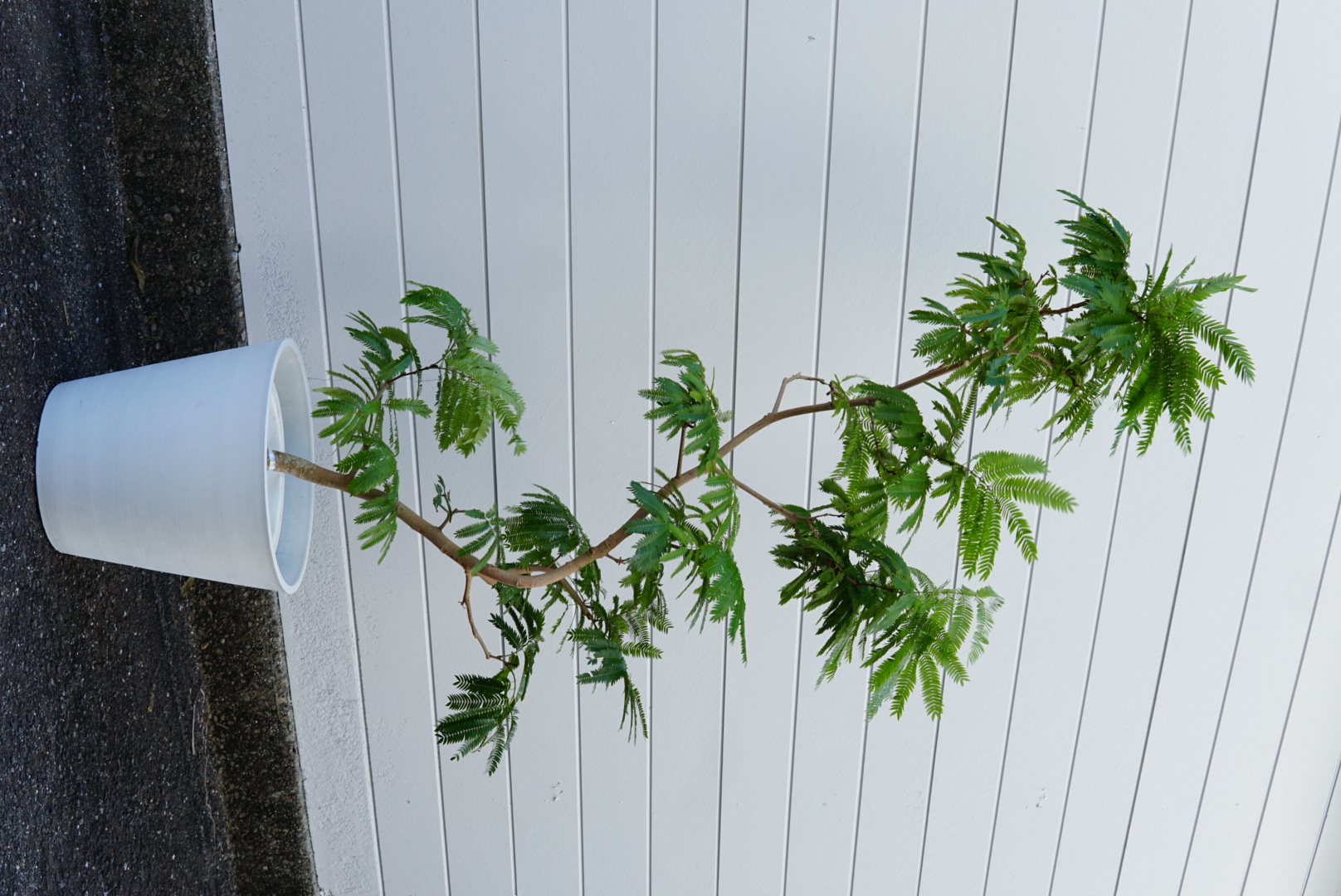 エバーフレッシュ 10号鉢