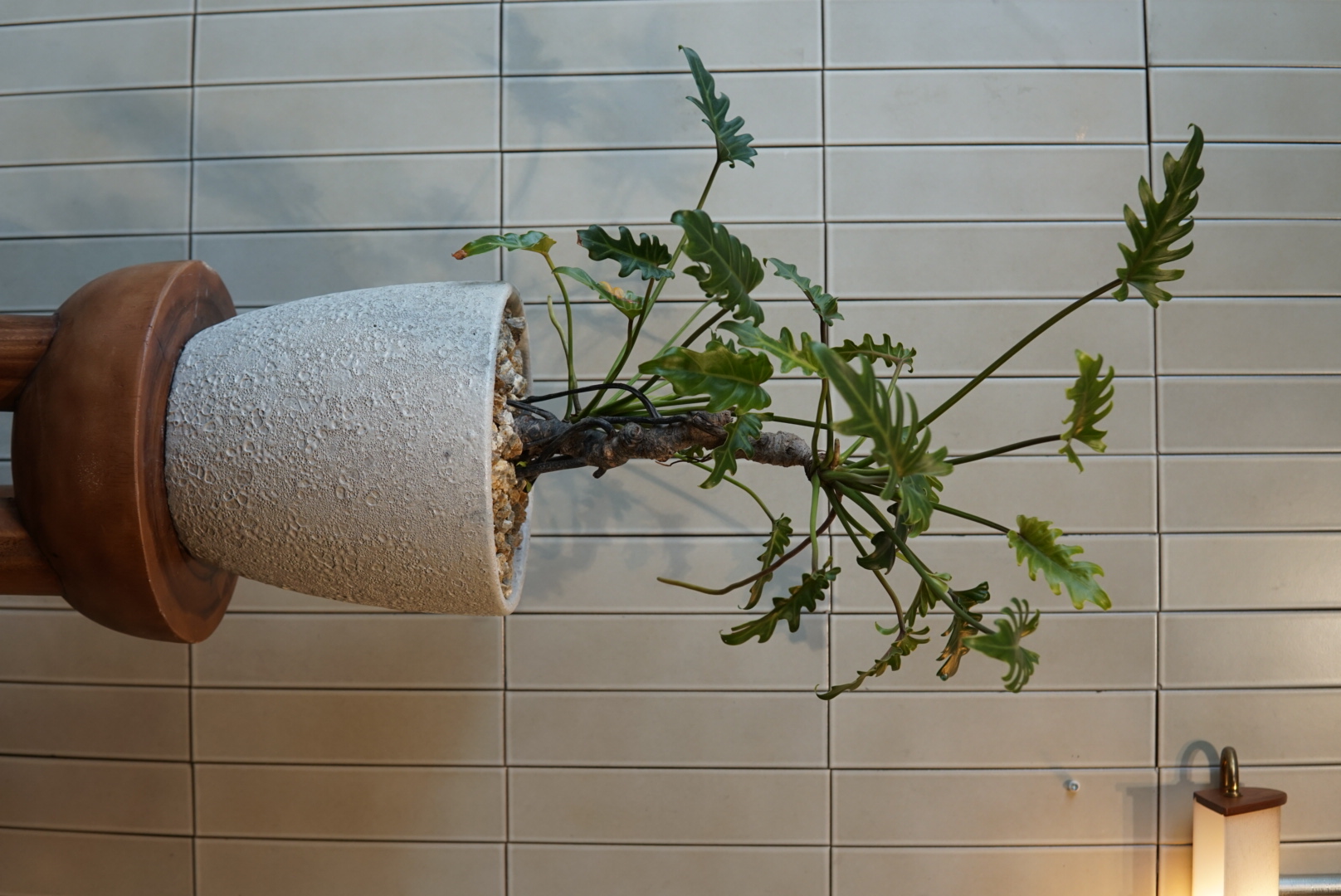 フィロデンドロン・クッカバラ PLA-037