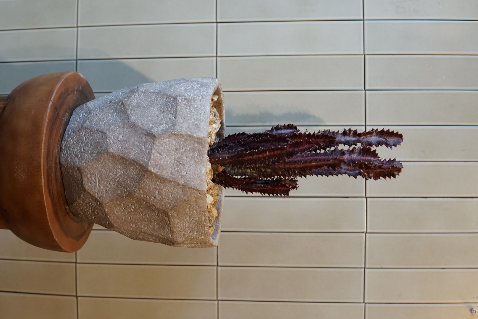 ユーフォルビア(紅葉彩雲閣)PLA-029