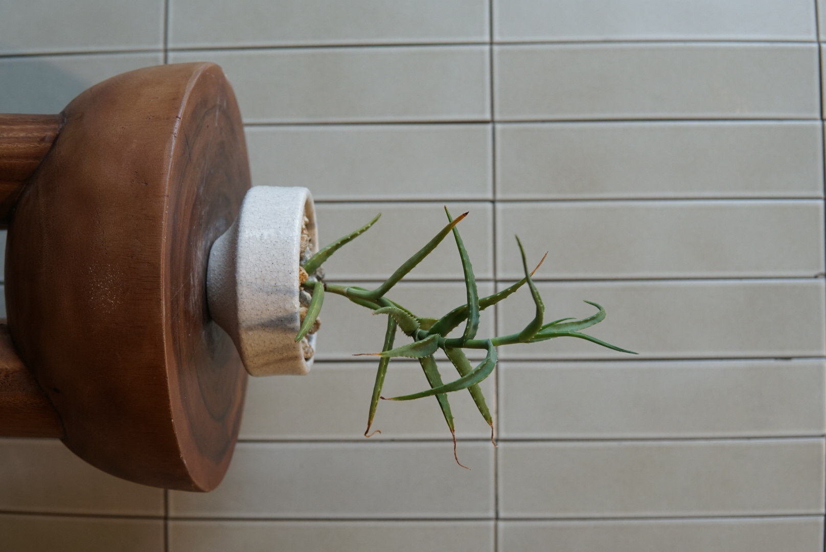 アロエ・アクティシマ PLA-035