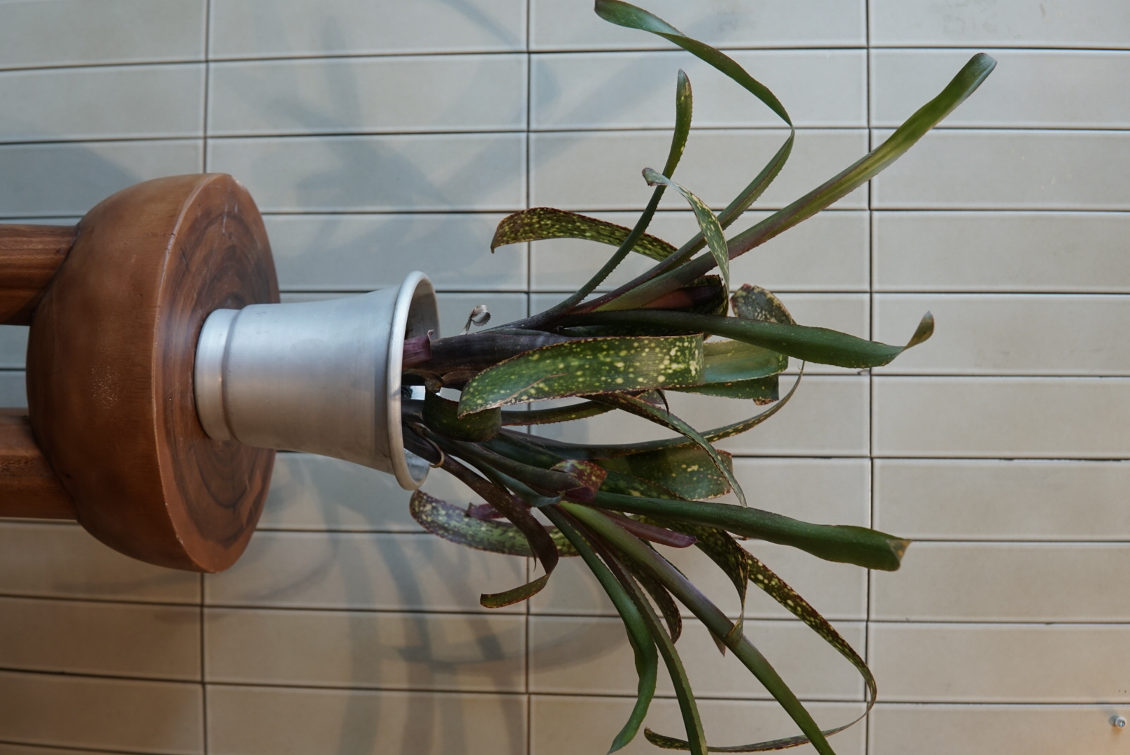 ビルべルキア・サンデルシー PLA-026